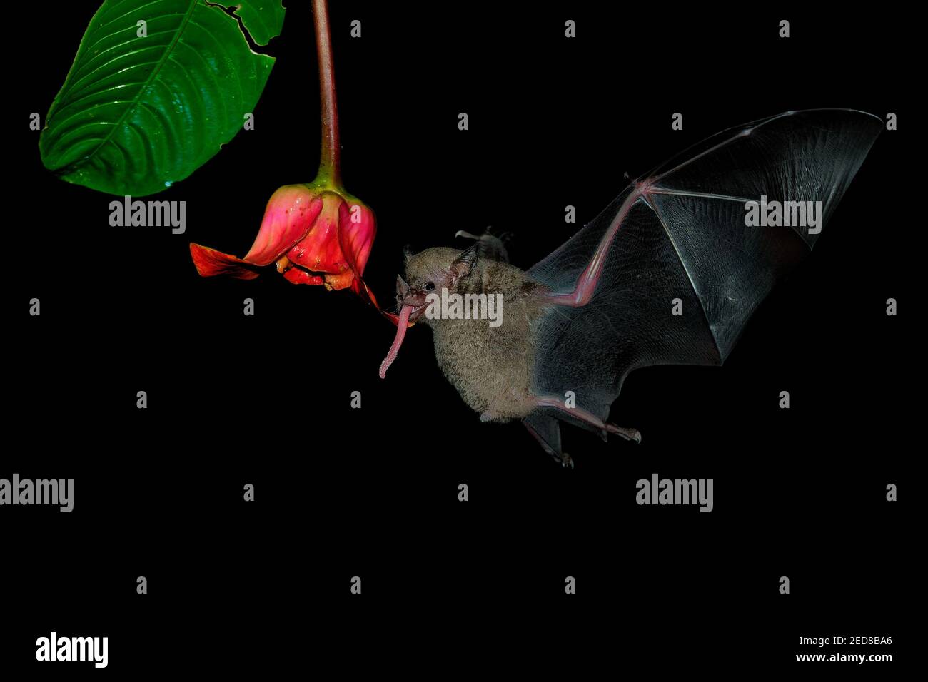 Chauve-souris Pallas long-tongued (Glossophaga soricina) chauve-souris sud et centrale d'Amérique avec un métabolisme rapide qui se nourrit de nectar, chauve-souris volante la nuit, f Banque D'Images