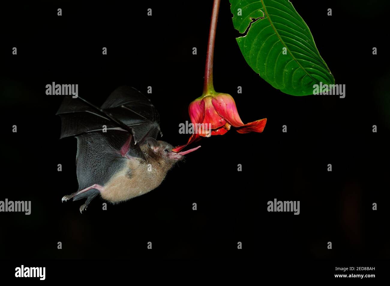 Chauve-souris Pallas long-tongued (Glossophaga soricina) chauve-souris sud et centrale d'Amérique avec un métabolisme rapide qui se nourrit de nectar, chauve-souris volante la nuit, f Banque D'Images