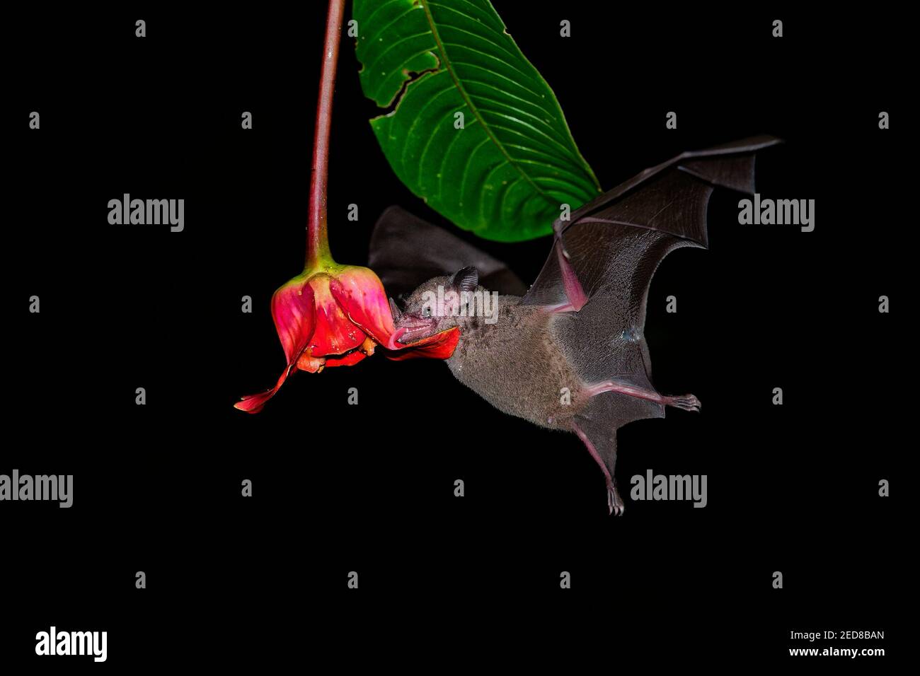 Chauve-souris Pallas long-tongued (Glossophaga soricina) chauve-souris sud et centrale d'Amérique avec un métabolisme rapide qui se nourrit de nectar, chauve-souris volante la nuit, f Banque D'Images