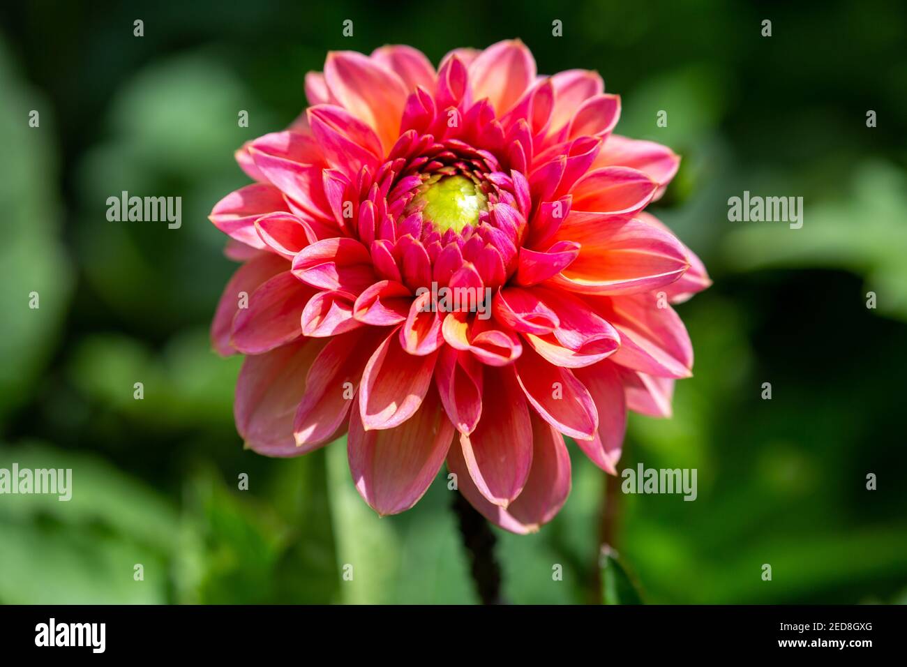 Gros plan d'une fleur de dahlia rose avec fond vert au Biddulph Grange Garden, National Trust, Stoke-on-Trent, Staffordshire, Angleterre, ROYAUME-UNI Banque D'Images