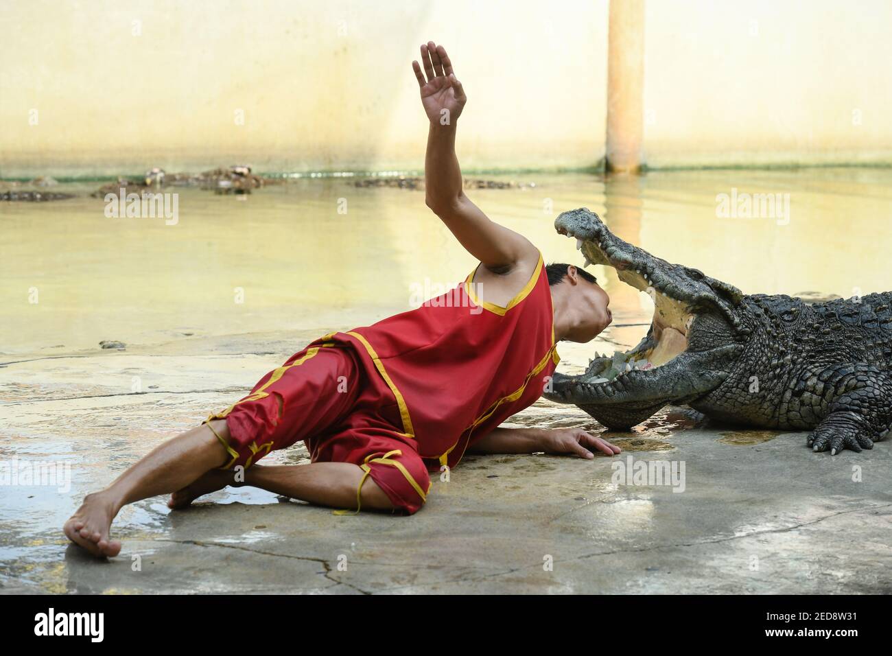 Un artiste qui met la tête entre les fangs béants d'un crocodile lors d'un spectacle à la ferme aux crocodiles de Samutprakarn et au zoo.la ferme et le zoo se classeront être la plus grande ferme de crocodiles du monde avec des crocodiles d'eau douce et des crocodiles dans la mer. Plus de 40,000 caractères et offres. Des spectacles comme le combat d'alligators pour attirer les touristes rouvrent dans le cadre de l'épidémie de coronavirus. Banque D'Images