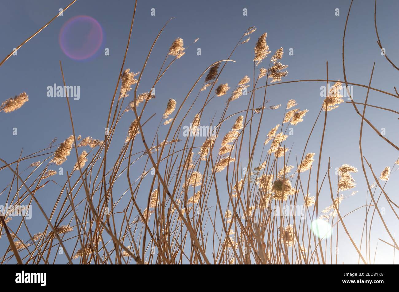 Image d'un grand roseau séché et de leurs têtes de graines tirées d'en dessous dans le soleil de la fin de l'hiver. Évasement d'objectif Banque D'Images