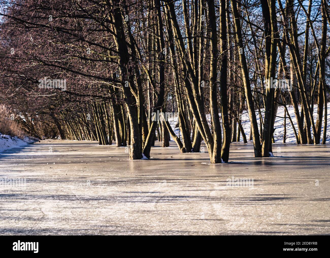 Image d'un groupe d'arbres au milieu de un fossé gelé au soleil de l'hiver de l'après-midi Banque D'Images