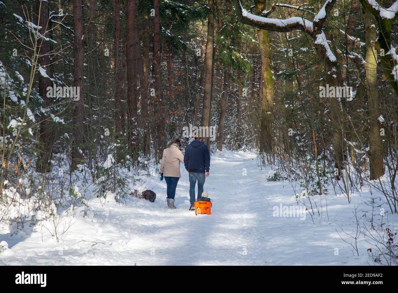 Promenade en famille dans un paysage couvert de neige avec forêt à Achterhoek, Hollande Banque D'Images