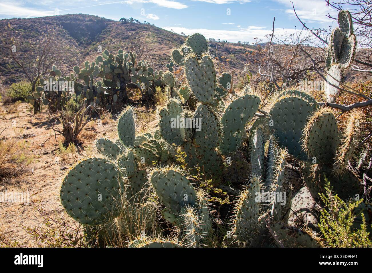 Poire pirickée ou figuier de Barbarie (opuntia ficus) poussant dans une oasis, Guanajuato, Mexique Banque D'Images