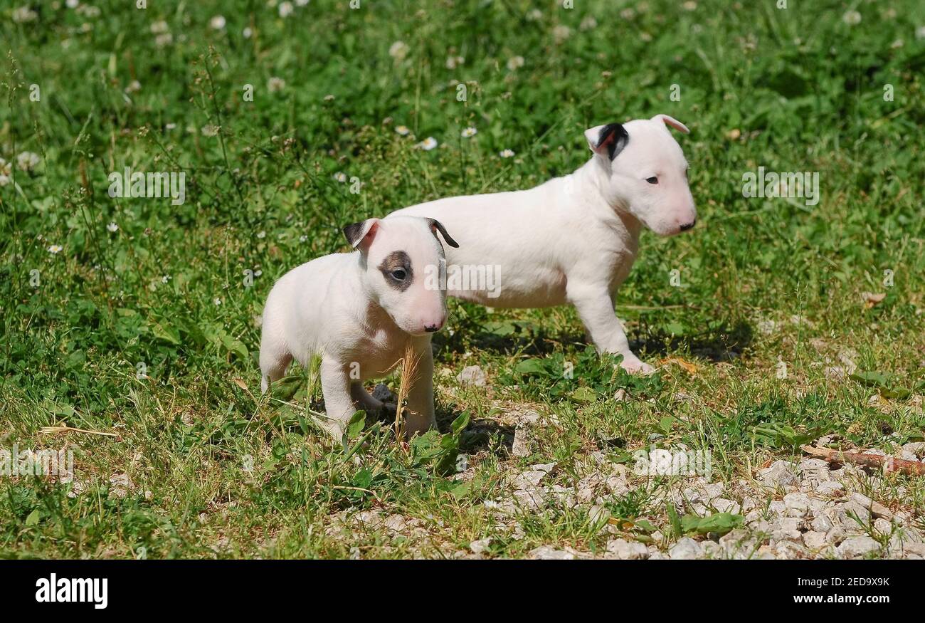 Un portrait en gros plan de deux petits chiots de Bull Terrier chiens jouant dans un champ herbacé Banque D'Images