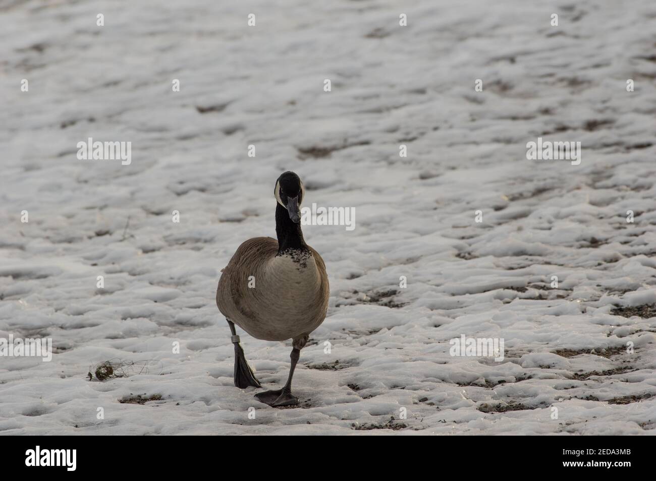 Bernache du Canada (Branta canadensis) marchant sur la neige, parc du lac Burke, Virginie Banque D'Images