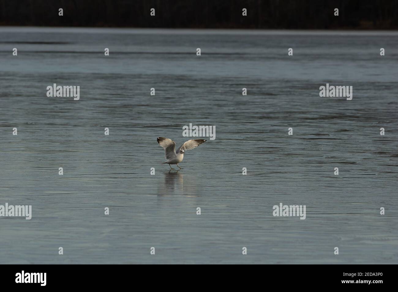 Goéland à bec cerclé (Larus delawarensis) avec ailes étirées sur un lac gelé, parc du lac Burke, Virginie Banque D'Images