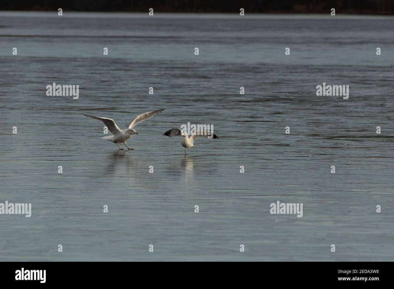 Goélands à bec grêle (Larus delawarensis) avec ailes étirées sur un lac gelé, parc du lac Burke, Virginie Banque D'Images