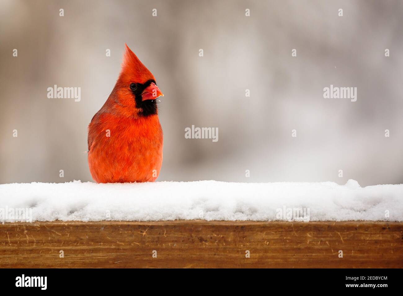 Cardinal du nord (cardinalis cardinalis) perchée sur un pont-rail couvert de neige dans le Wisconsin, à l'horizontale Banque D'Images