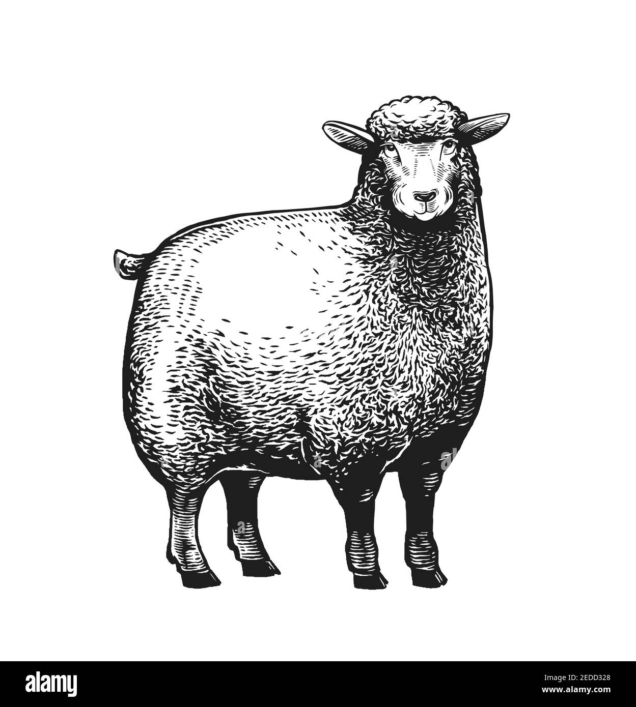 Dessin animé Illustration vectorielle stylisée du mouton en style graphique sur fond blanc. Illustration de Vecteur