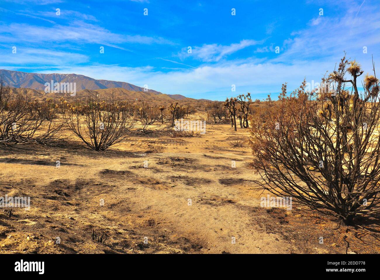 Séquelles des incendies de Californie en 2020 dans la forêt nationale d'Angeles. Photos prises près du sentier de randonnée de Devils Punchbowl février 2021. Banque D'Images