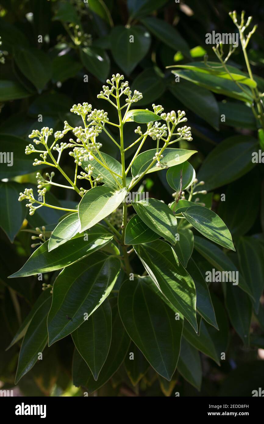 Cinnamomum verum - fleur d'arbre à la cannelle. Banque D'Images