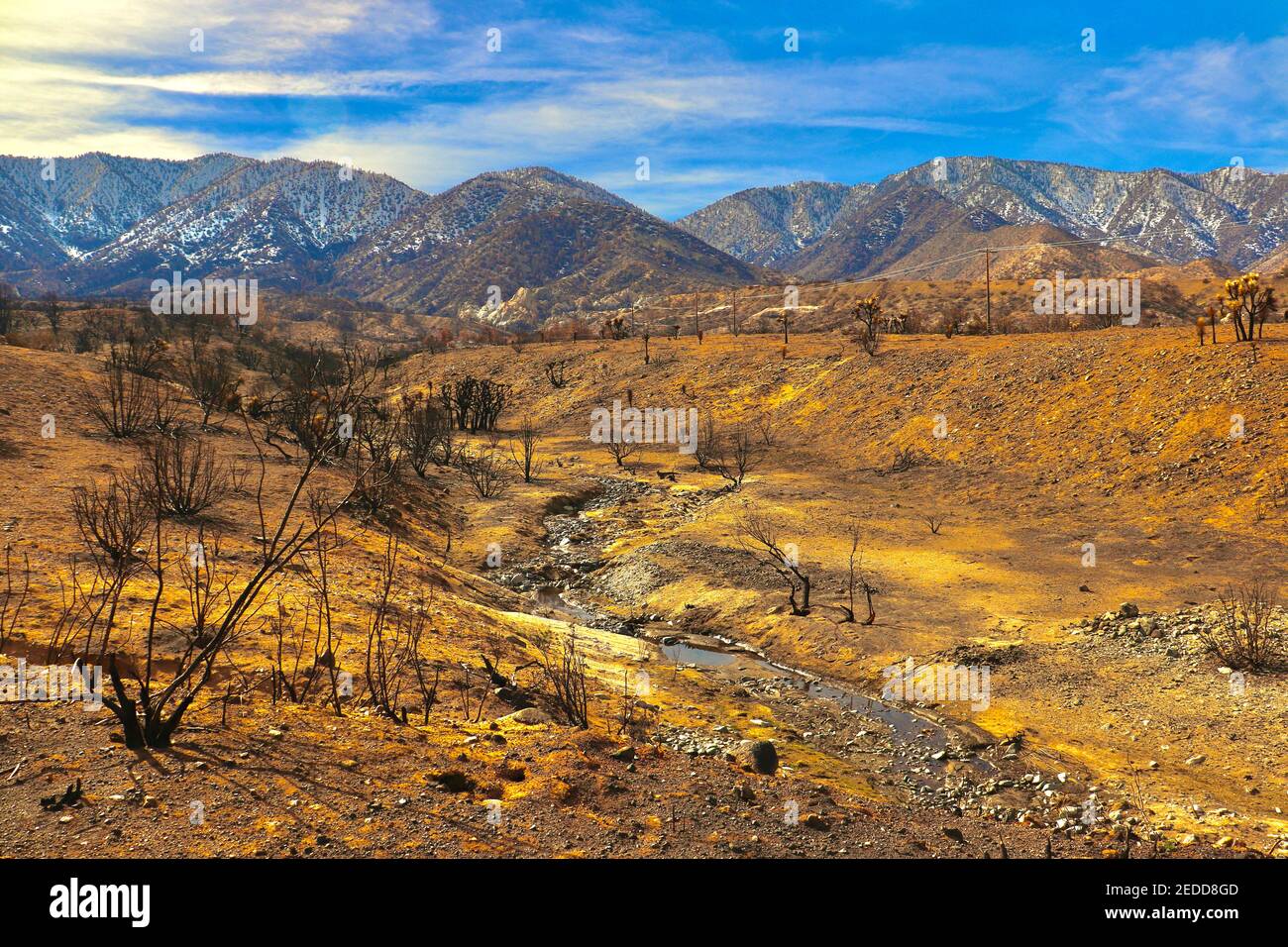 Séquelles des incendies de Californie en 2020 dans la forêt nationale d'Angeles. Photos prises près du sentier de randonnée de Devils Punchbowl février 2021. Banque D'Images