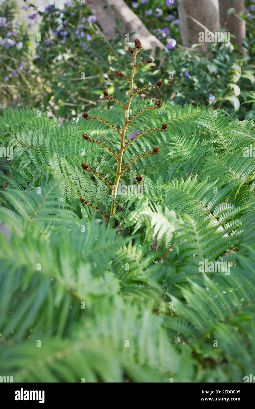 Sphaeropteris cooperi - fougère d'arbre australien. Banque D'Images