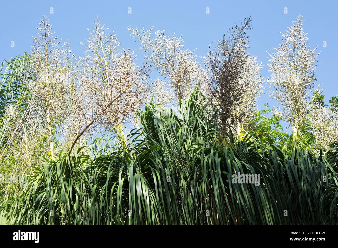 Beaucarnea recurvata - paume de queue de cheval. Banque D'Images