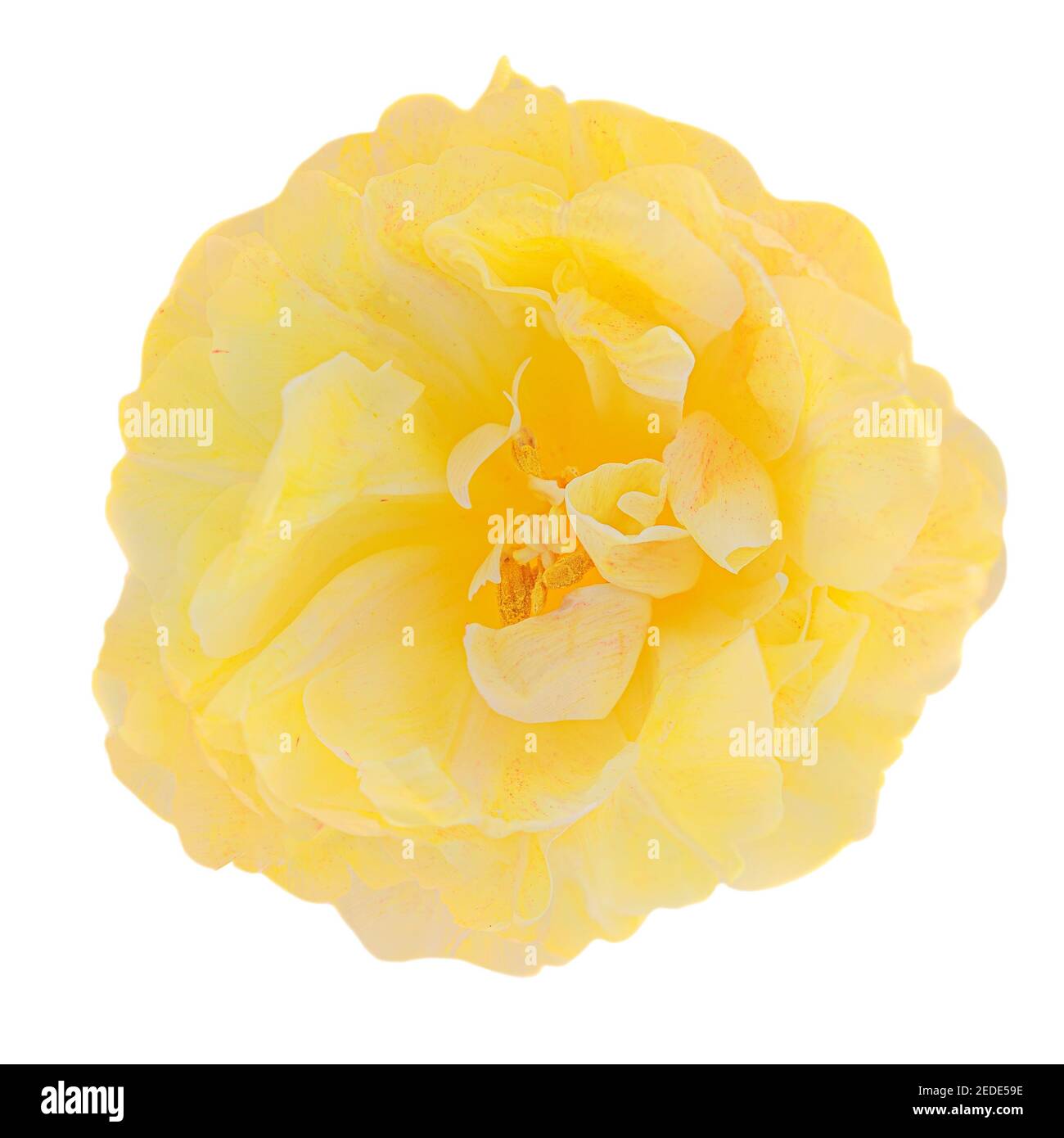 Une belle fleur isolée sur fond blanc. Vue de dessus de fleur de printemps fraîche, macro Banque D'Images