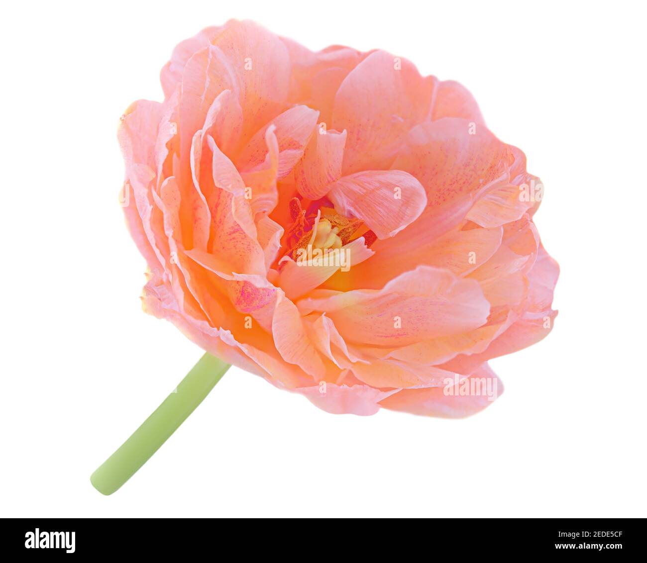Une belle fleur isolée sur fond blanc. Vue de dessus de fleur de printemps fraîche, macro Banque D'Images