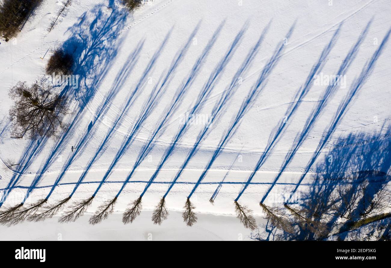 11 février 2021, Saxe-Anhalt, Wörlitz : les peupliers jettent de longues ombres dans la neige. En raison des basses températures persistantes, l'hiver reste encore quelques jours. (Vue aérienne avec drone) photo: Jan Woitas/dpa-Zentralbild/ZB Banque D'Images