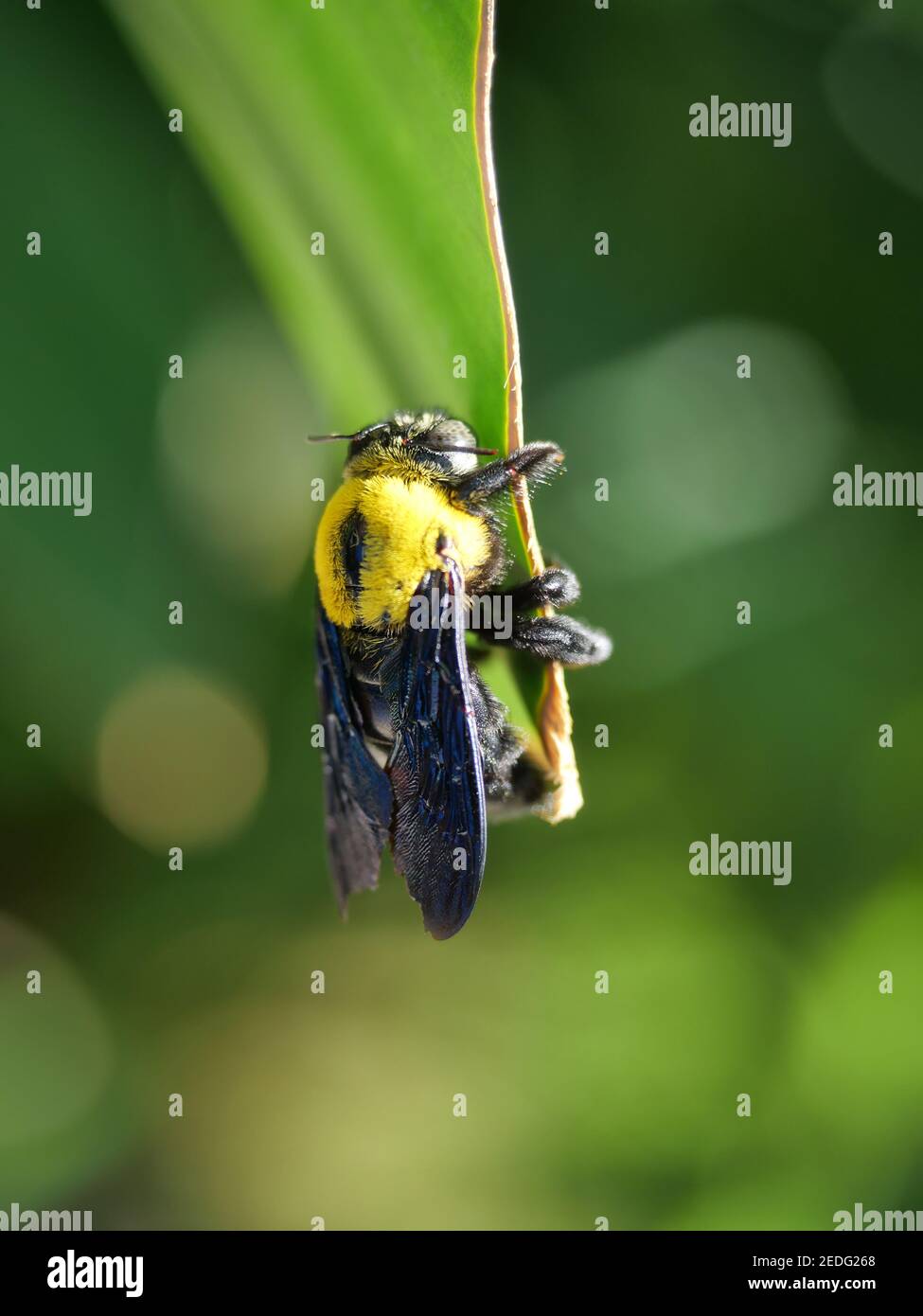 Abeille carpentier de l'est sur plante foliaire avec fond vert naturel, cheveux jaunes sur le corps noir d'un gros insecte Banque D'Images