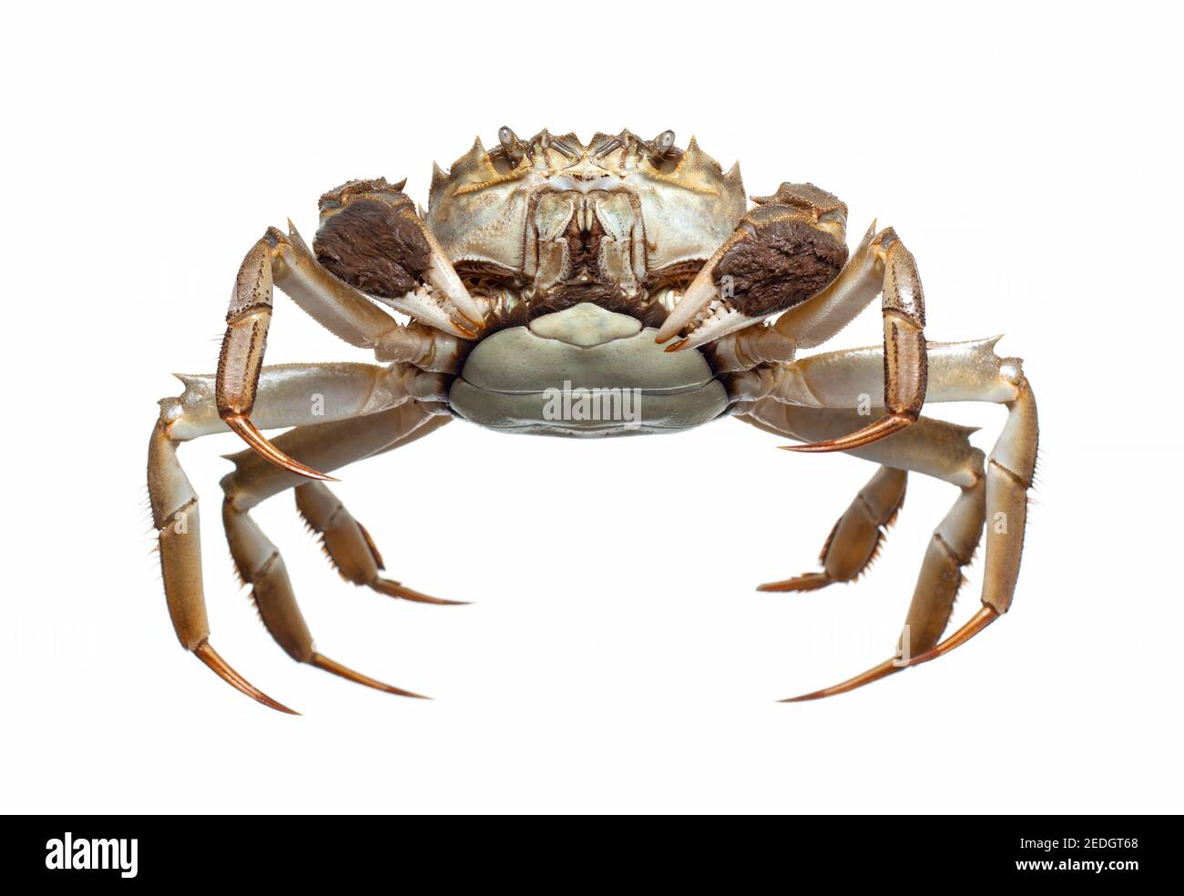 Crabe chinois isolé sur fond blanc Banque D'Images