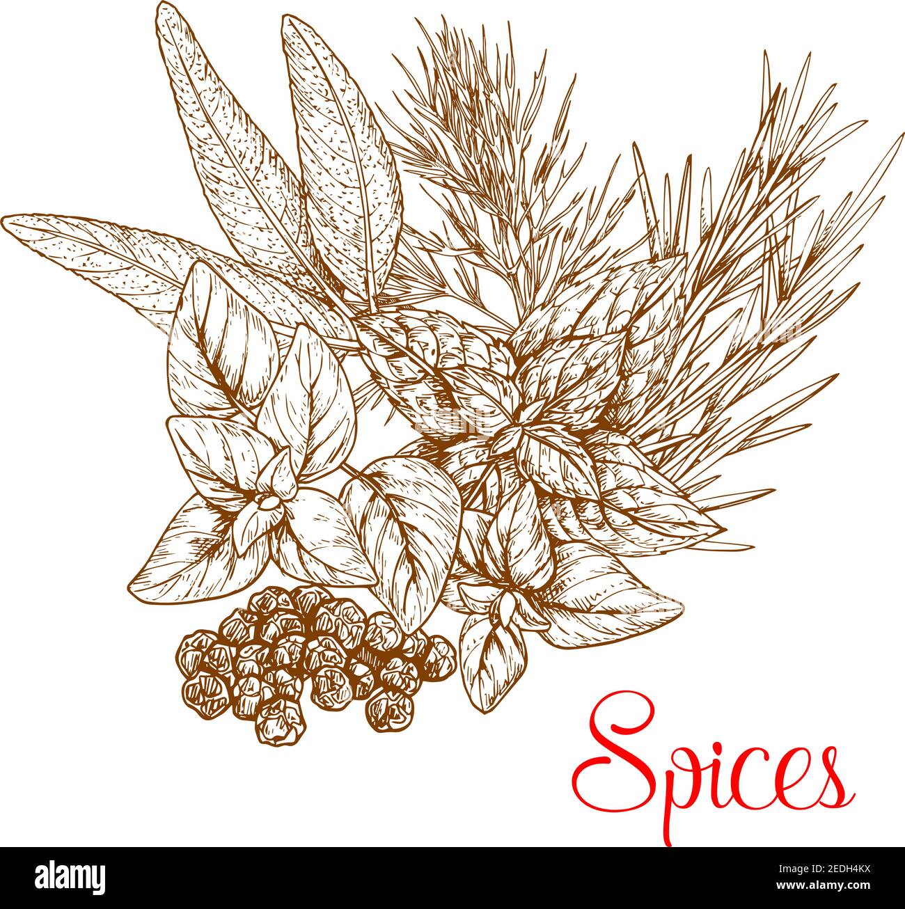 Épices esquisse de assaisonnements épicés aux herbes et condiments culinaires à base de plantes. Vector capparis ou câpres arbustes ou camerbush, romarin ou thym, basilic ou oreg Illustration de Vecteur