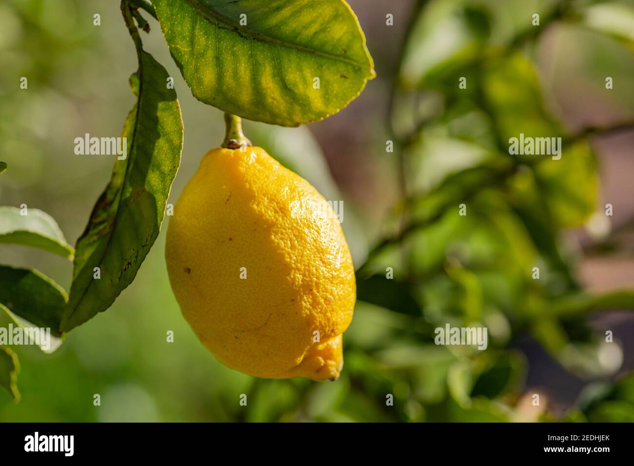 Le citron vert sur l'arbre dans le jardin. Banque D'Images