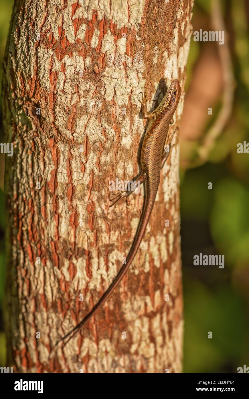 Scinque à lèvres speckle - Mabuya maculilabris, beau lézard commun des bois et des jardins africains, Zanzibar, Tanzanie. Banque D'Images