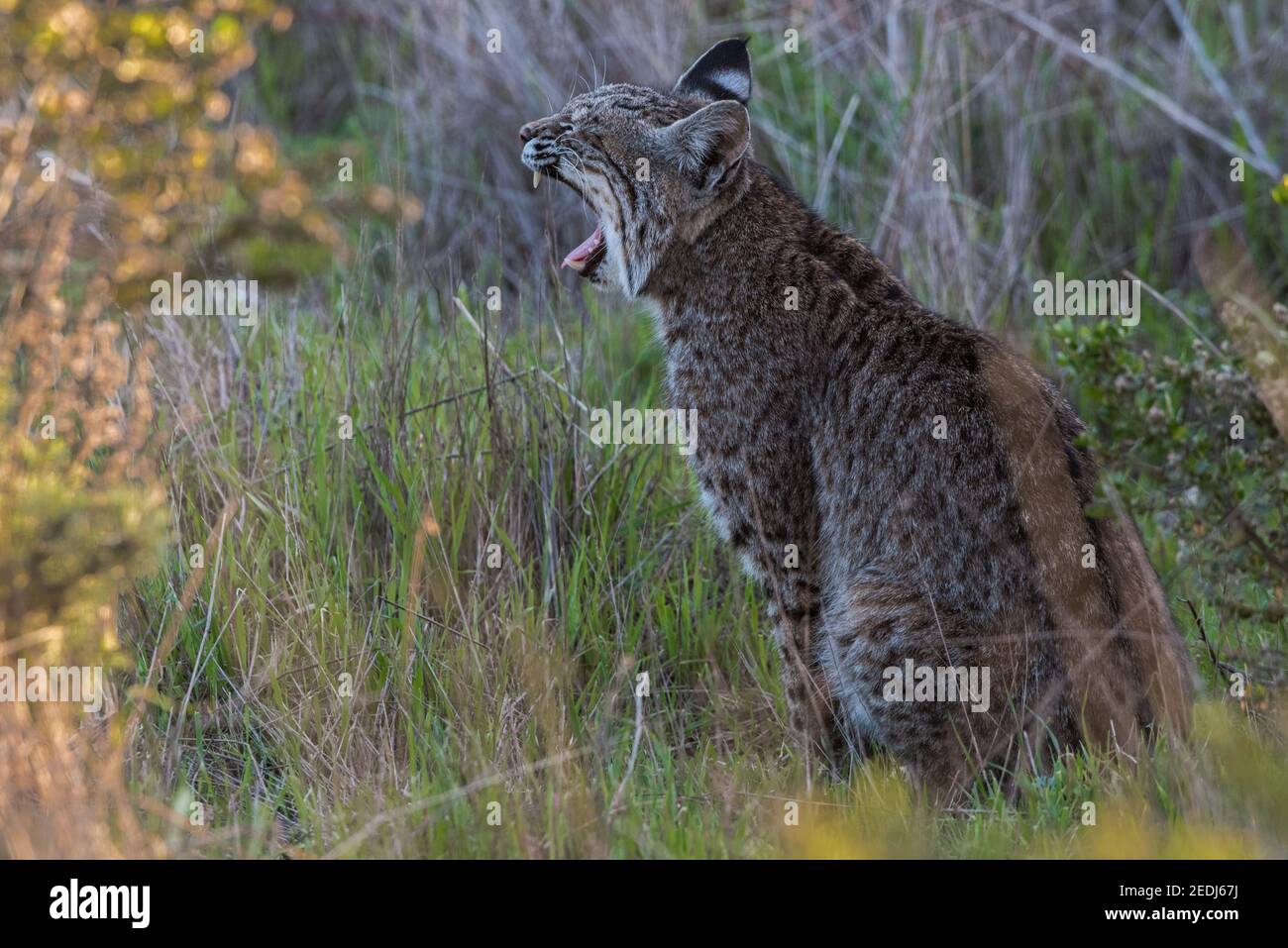 Un lynx roux sauvage et béant (Lynx rufus) des marais et de la zone de loisirs GoldenGate en Californie. Banque D'Images