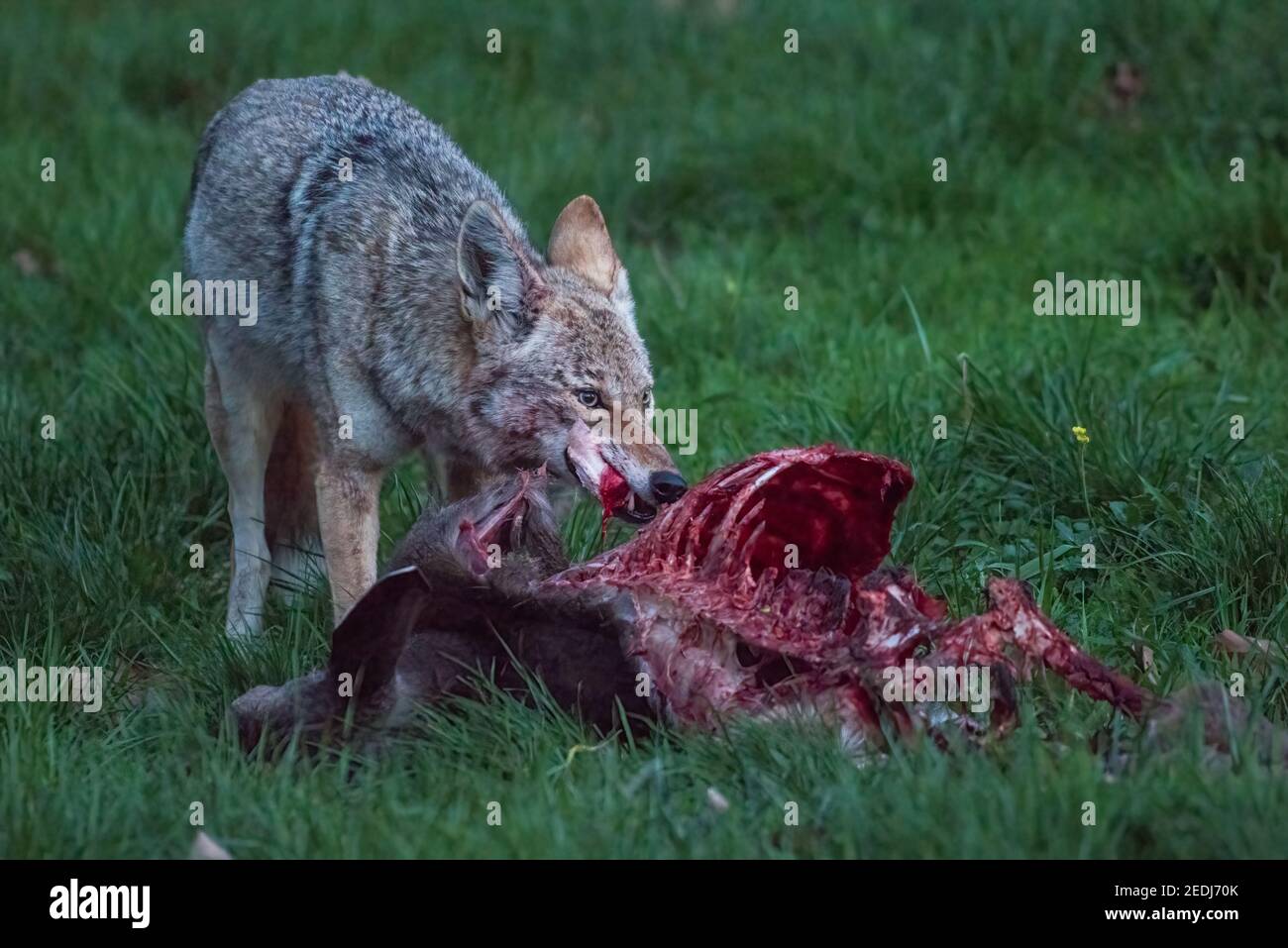 Un coyote (Canis latrans) mangeant une carcasse de cerf mort et sanglante dans les terres Marin de la zone récréative Golden Gate en Californie. Banque D'Images