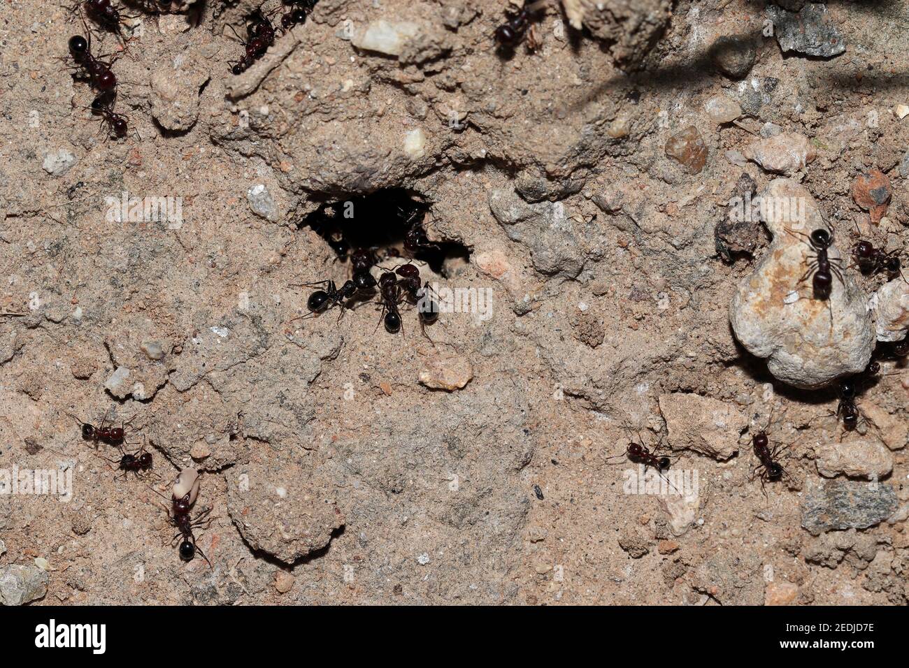 Beaucoup de fourmis travaillant autour de leur colline ou colonie de fourmis, grands fourmis . inde Banque D'Images