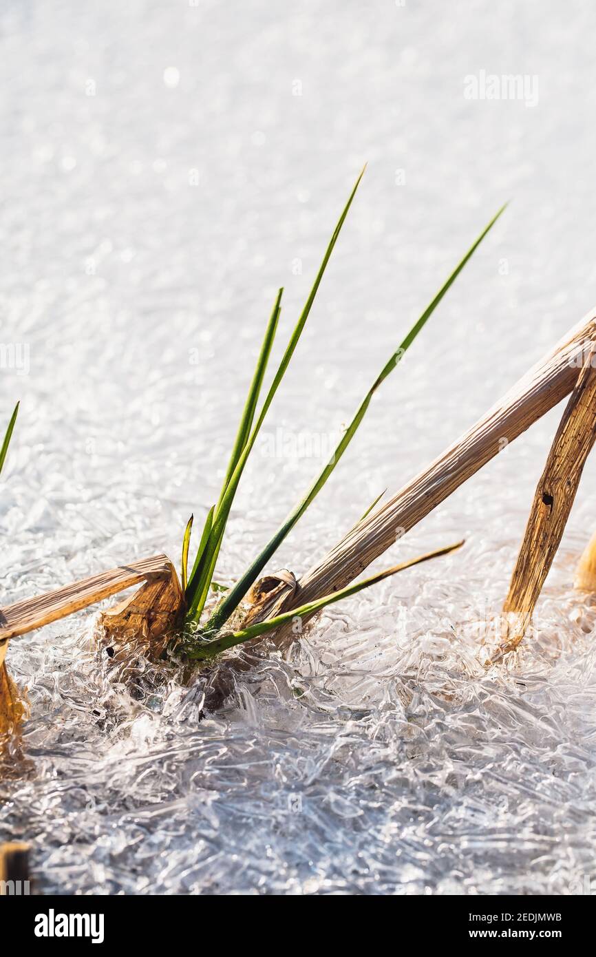 L'herbe sèche dans un réservoir en hiver congelé dans le eau - flore d'hiver dans la neige Banque D'Images