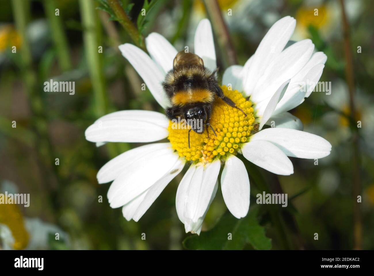 Bourdon sur fleur Banque D'Images