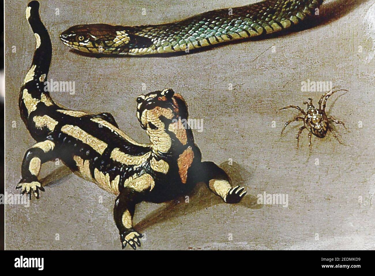 Rubens medusa Banque de photographies et d’images à haute résolution