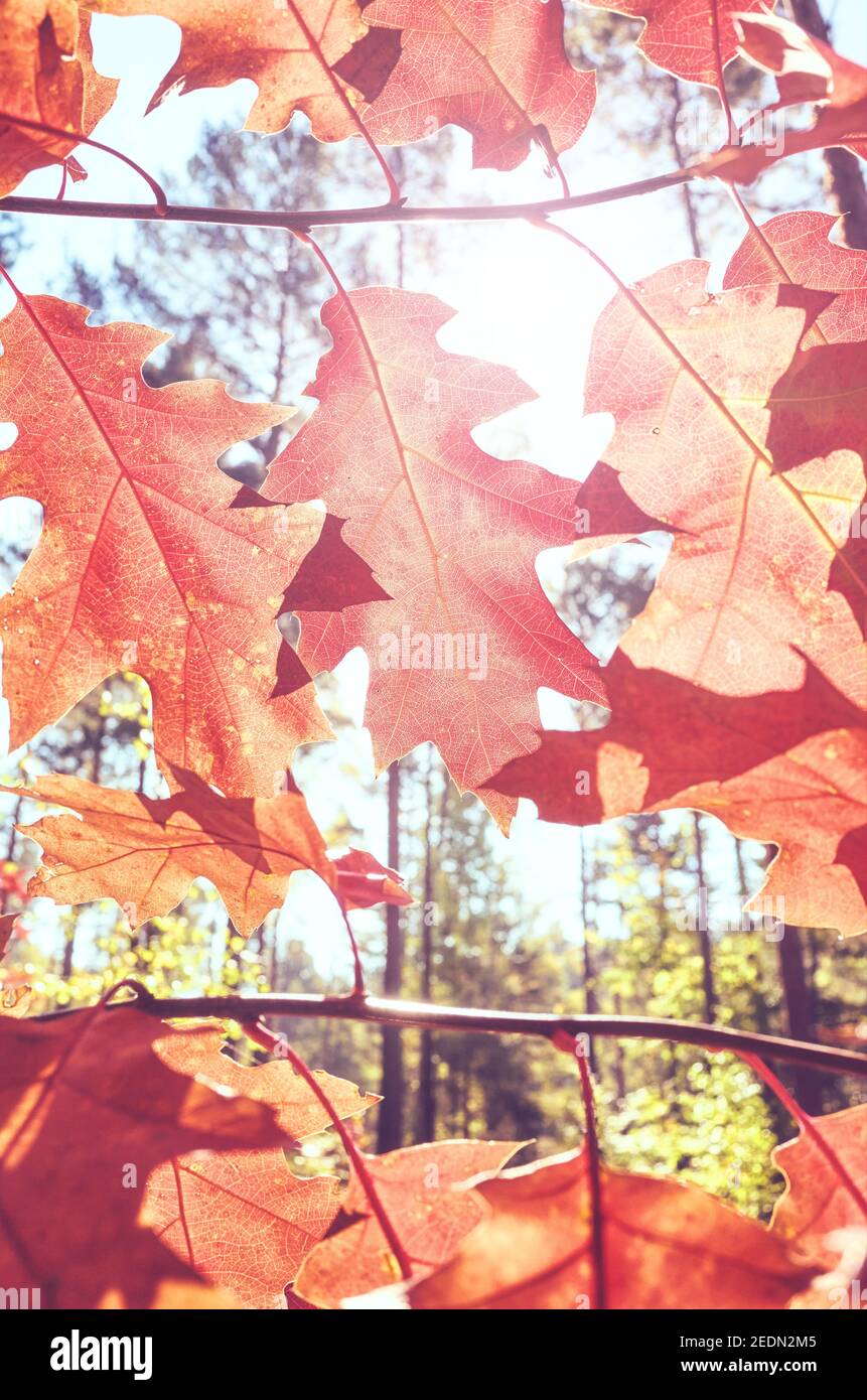 Les feuilles d'automne contre le soleil, harmonisation des couleurs appliquées, selective focus. Banque D'Images