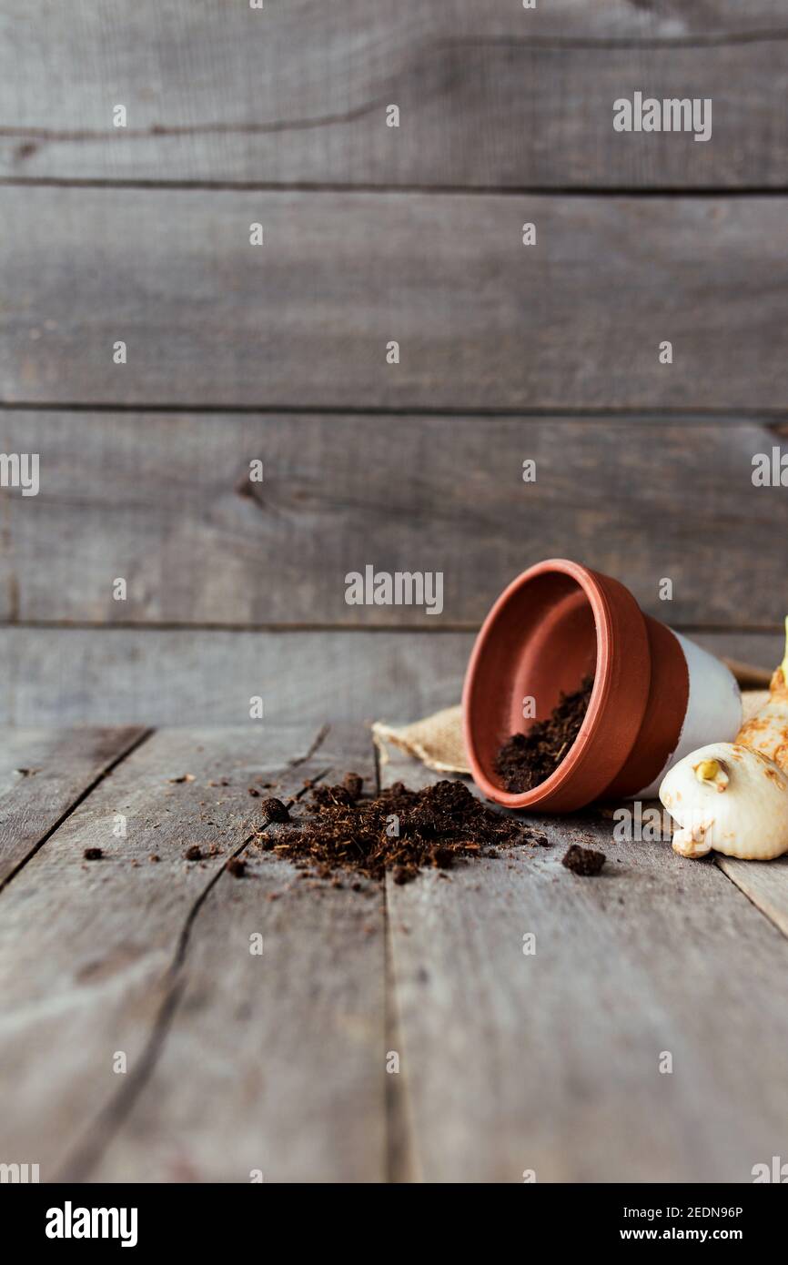 Pot en céramique renversé avec le sol sur une vieille table en bois gris, des bulbes de tulipe. Photo de haute qualité Banque D'Images