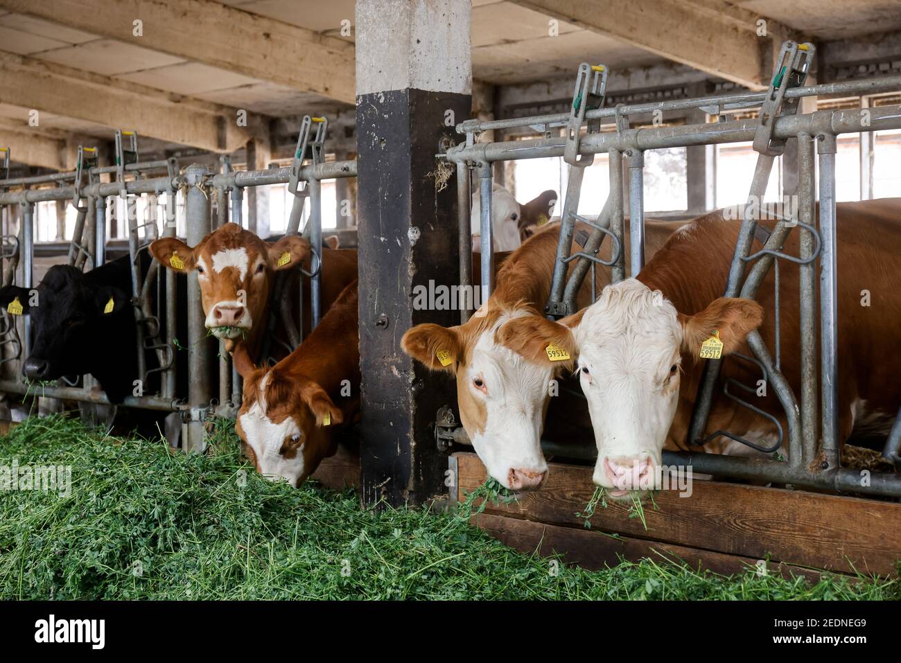 17.08.2020, , Saxe, Allemagne - bétail manger de l'herbe fraîche dans l'écurie, les animaux sont gardés sur la paille, avec des conditions d'espace généreux au-dessus de stan organique Banque D'Images