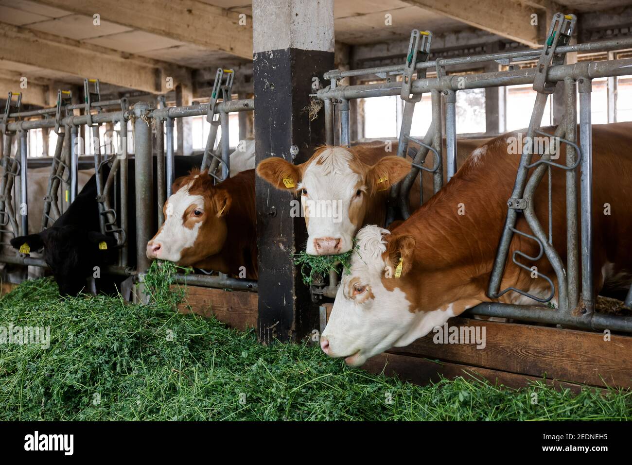 17.08.2020, , Saxe, Allemagne - bétail manger de l'herbe fraîche dans la grange, les animaux sont gardés sur la paille, avec des conditions d'espace généreux au-dessus de la Stanta organique Banque D'Images