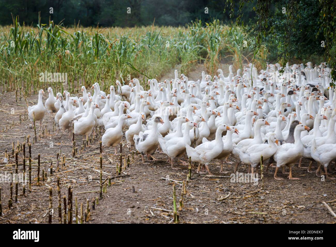 17.08.2020, Wittichenau, Saxe, Allemagne - Oies sur le champ de maïs, les animaux de la ferme familiale Domanja sont gardés d'une manière appropriée à l'espèce avec Banque D'Images