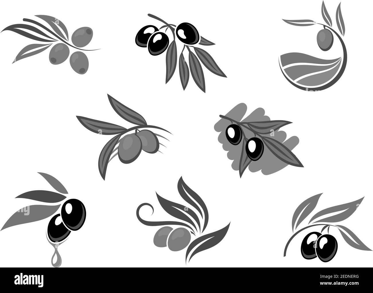 Ensemble d'icônes isolées aux fruits d'olive. Branches d'olivier avec fruits, goutte d'huile et feuilles symboles noir et blanc pour l'étiquette de bouteille d'huile d'olive, aliments sains et Illustration de Vecteur