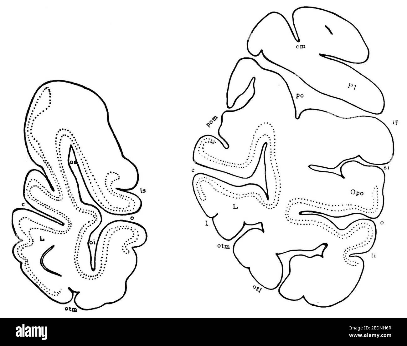 Lobe occipital dans l'orangutan (K. Brodmann, 1909, p. 221, fig. 136-137). Banque D'Images