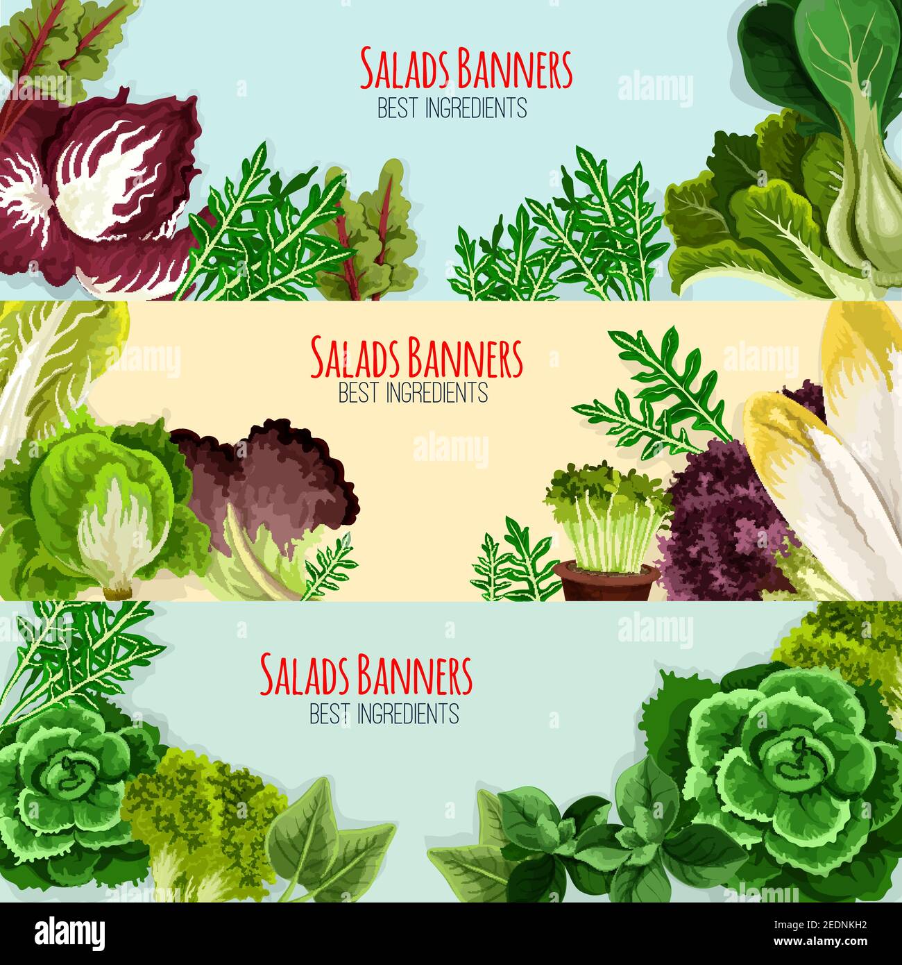 Ensemble de banderoles pour salades et légumes en feuilles. Laitue verte, chou, épinards, salade de cresson, laitue coca, bok choy, laitue iceberg, chicorée, radicchio, arugu Illustration de Vecteur