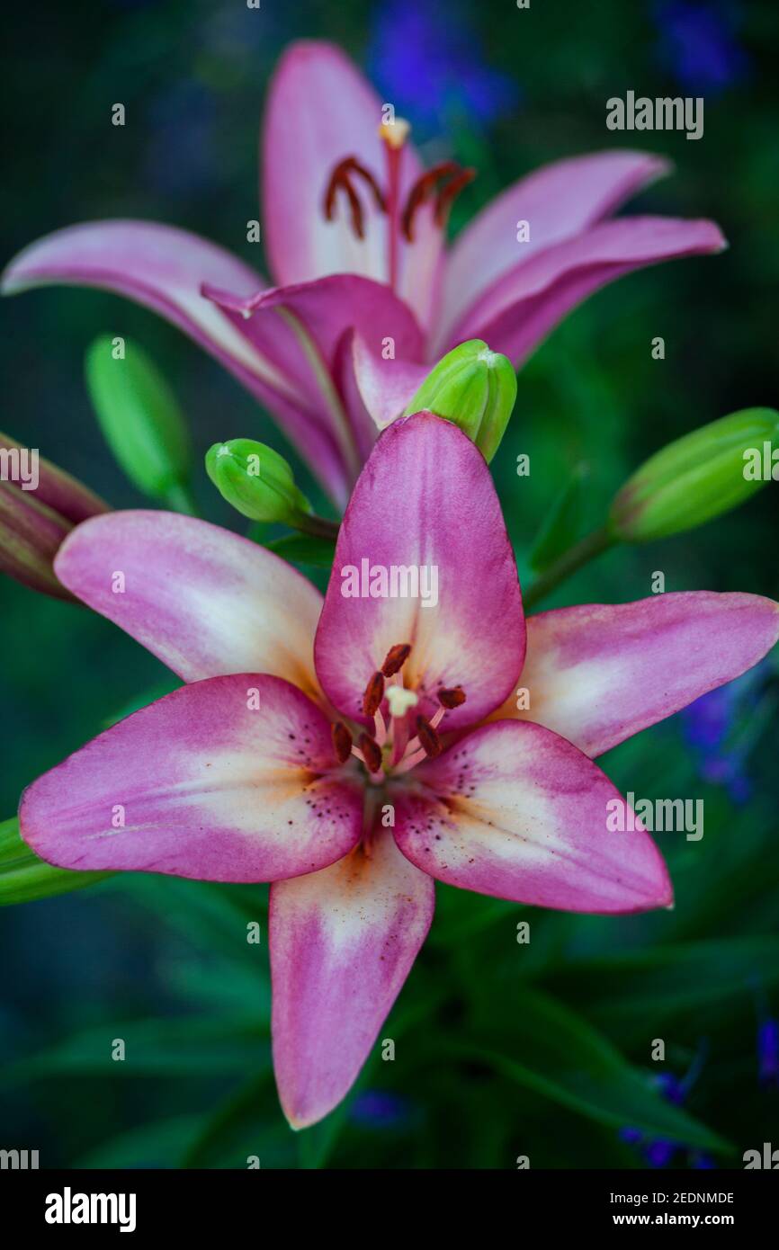Nénuphars tigres roses dans le jardin. Photo de fleurs aux couleurs vives. Arrière-plan avec fleur d'été Banque D'Images