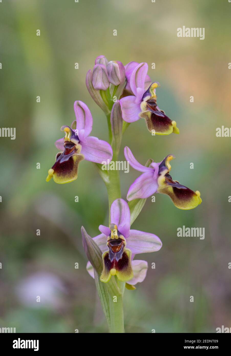 L'orchidée mouche, Ophrys tenthredinifera, Andalousie, Sud de l'Espagne. Banque D'Images