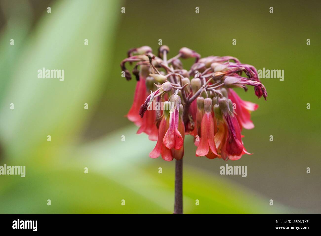 Fleurs de l'usine mexicaine de chapeau, plante succulente originaire de Madagascar, Espagne. Banque D'Images
