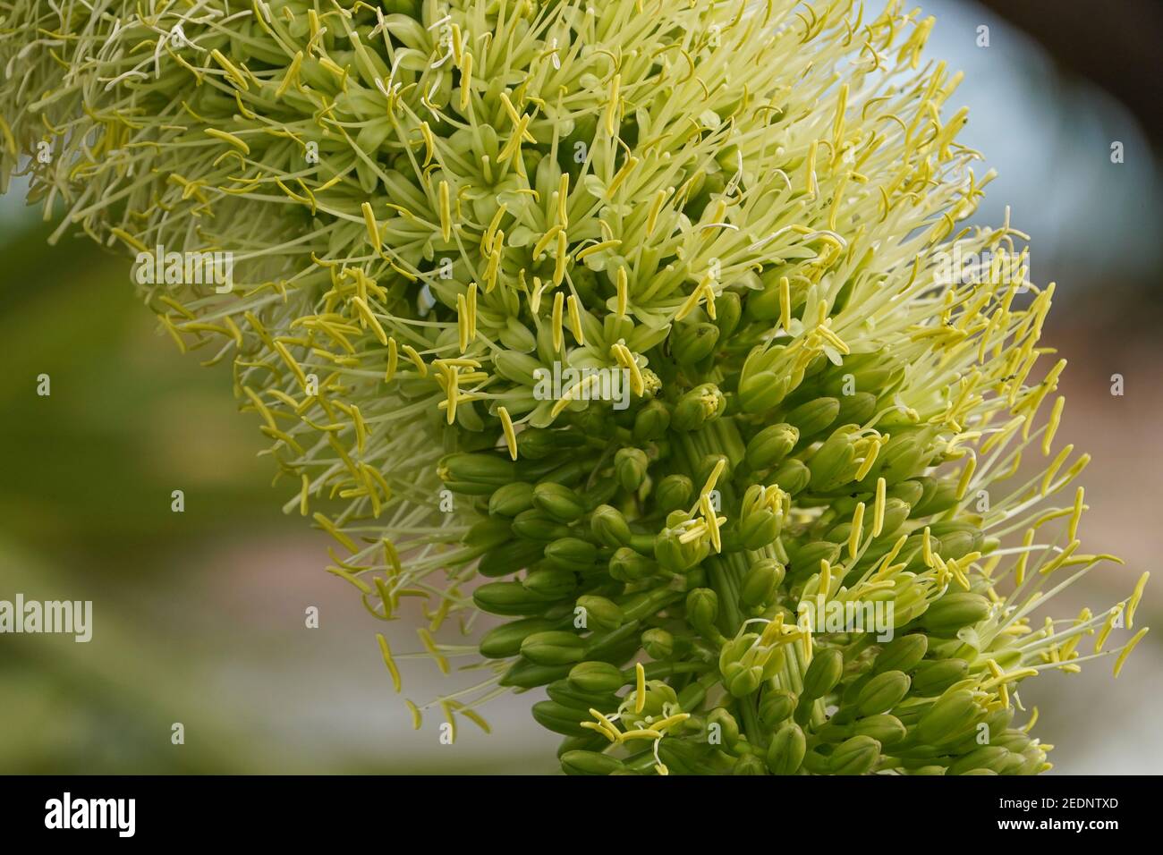 Détail de l'Agouve attenuata, queue de lion, plante, cou de cygne, queue de renard, Floraison, Espagne. Banque D'Images