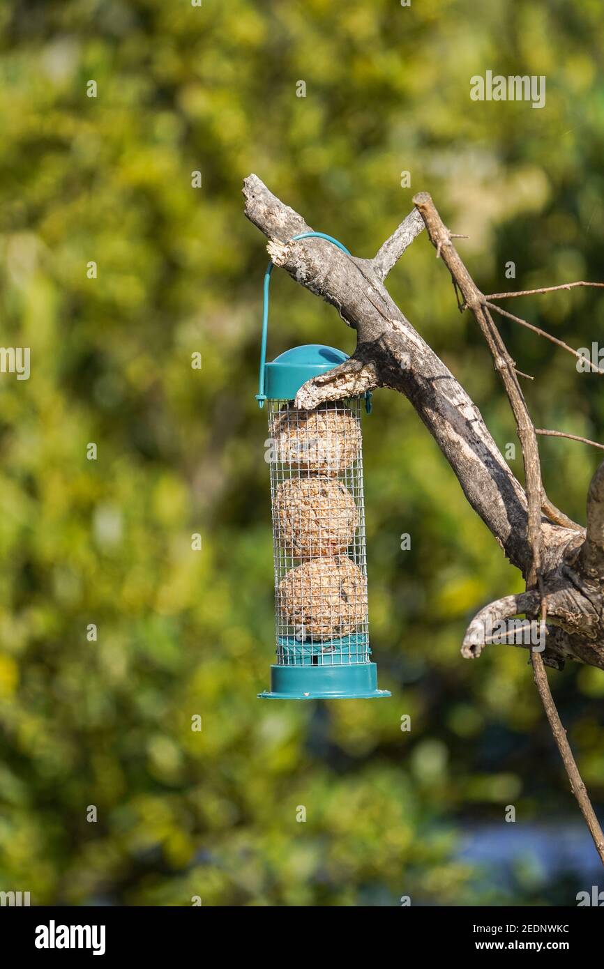 Un alimenteur de balle de graisse pour les oiseaux qui pendent dans un arbre dans le jardin. Banque D'Images