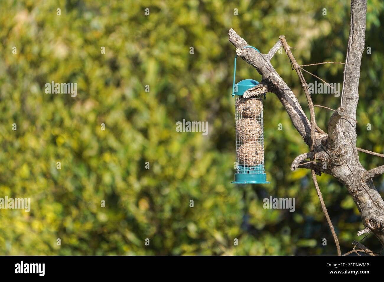 Un alimenteur de balle de graisse pour les oiseaux qui pendent dans un arbre dans le jardin. Banque D'Images