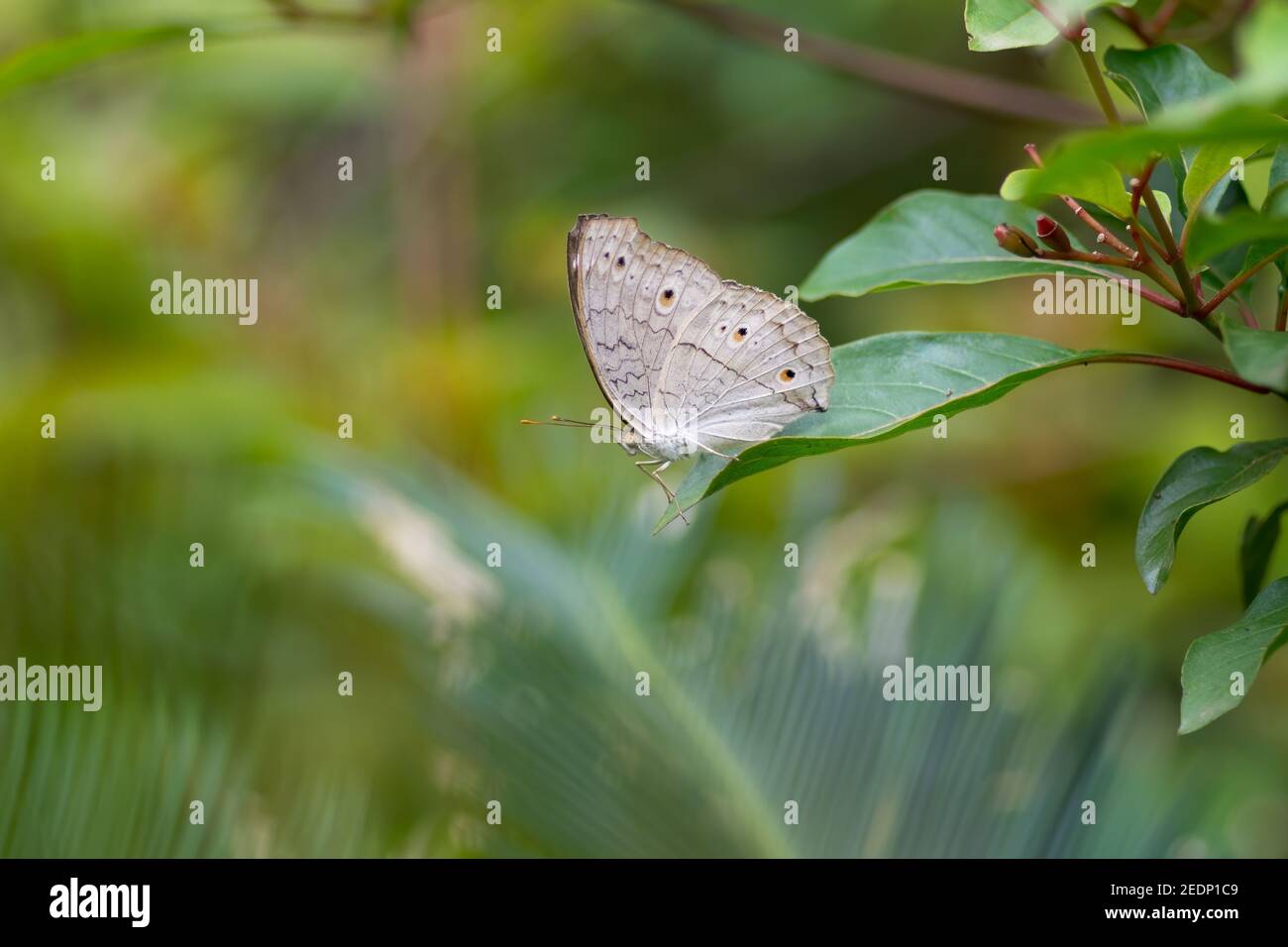 Magnifique Pansy gris (atlites Junonia), reposant sur une feuille dans le jardin. Banque D'Images