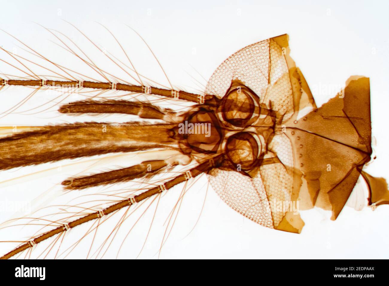 Moustique de maison, moustique de maison commune du nord, gnat commun, gnat de maison (Culex pipiens), proboscis d'une femelle, microscopie optique Banque D'Images